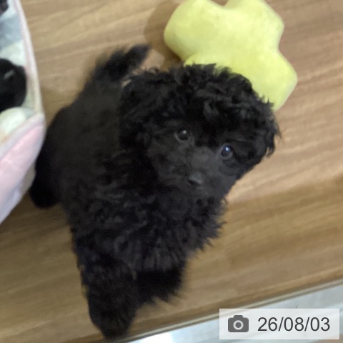 鳥取県のトイプードル(トイ) (ペッツワン 日吉津店/2026年5月11日生まれ/男の子/ブラック)の子犬の4枚目の画像