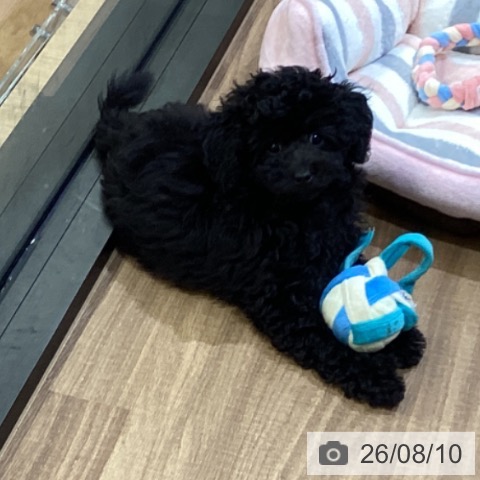 鳥取県のトイプードル(トイ) (ペッツワン 日吉津店/2026年5月11日生まれ/男の子/ブラック)の子犬の3枚目の画像