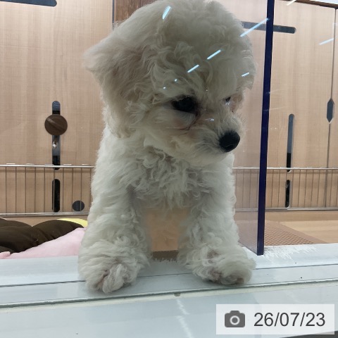 埼玉県のビションフリーゼ (ペッツワン 浦和美園店/2026年5月13日生まれ/男の子/ホワイト)の子犬の3枚目の画像