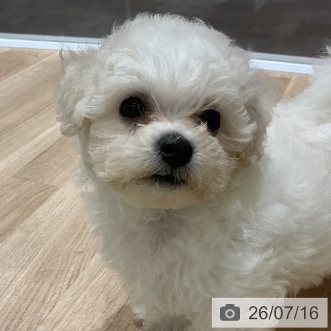 宮城県のビションフリーゼ (ペットプラス 名取店/2026年5月13日生まれ/女の子/ホワイト)の子犬の3枚目の画像