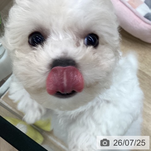 千葉県のビションフリーゼ (ペットプラス 船橋店/2026年5月13日生まれ/女の子/ホワイト)の子犬の4枚目の画像