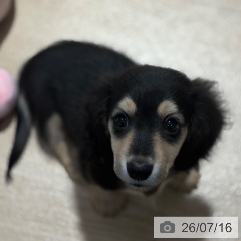 大阪府のミニチュアダックスフンド(ロング) (ペットプラス イオン大日店/2026年5月13日生まれ/男の子/ブラックイエロー)の子犬の4枚目の画像