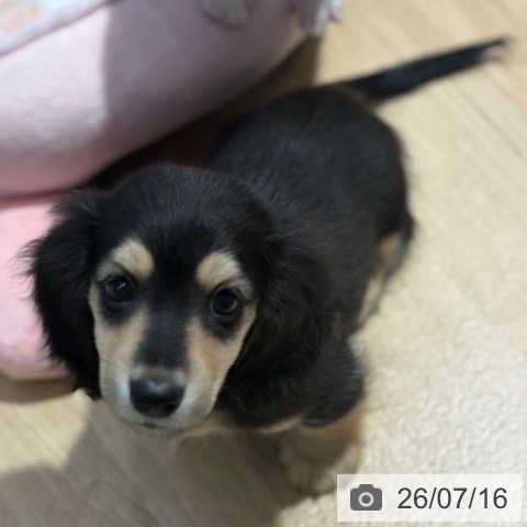 大阪府のミニチュアダックスフンド(ロング) (ペットプラス イオン大日店/2026年5月13日生まれ/男の子/ブラックイエロー)の子犬の3枚目の画像