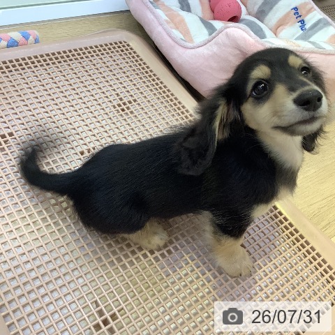 兵庫県のミニチュアダックスフンド(ロング) (ペットプラス 明石店/2026年5月13日生まれ/男の子/ブラックイエロー)の子犬の4枚目の画像
