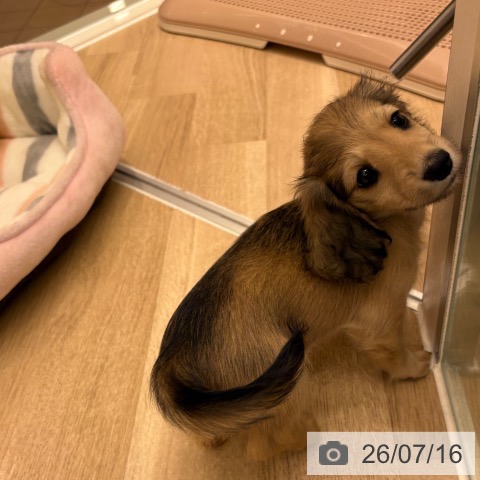 大阪府のミニチュアダックスフンド(ロング) (ペットプラス 鶴見店/2026年5月13日生まれ/女の子/シェーデットイエロー)の子犬の3枚目の画像