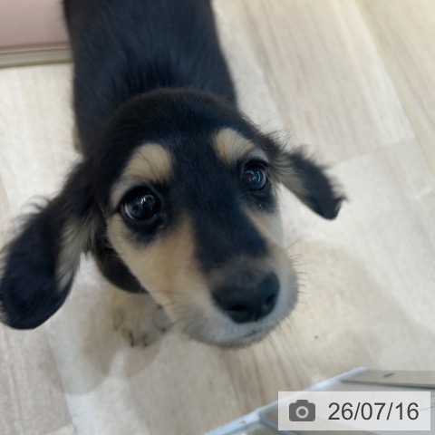 ミニチュア・ダックスフンドの写真