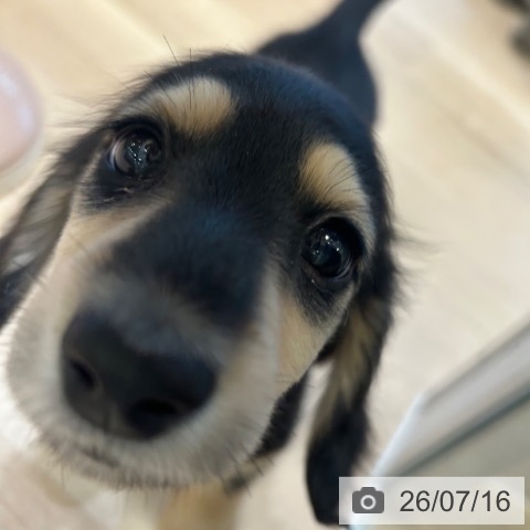 ミニチュア・ダックスフンドの写真
