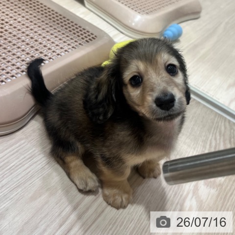 ミニチュア・ダックスフンドの写真