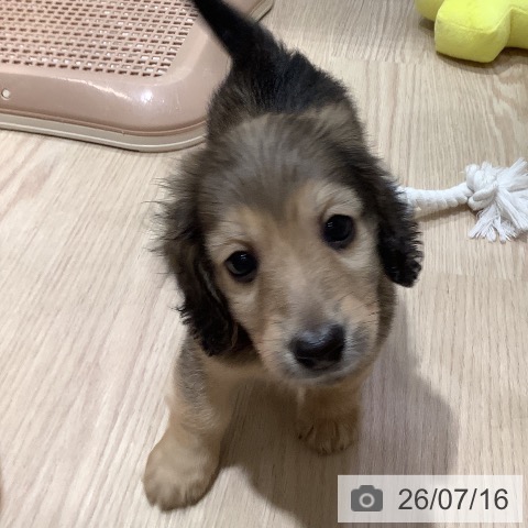 ミニチュア・ダックスフンドの写真