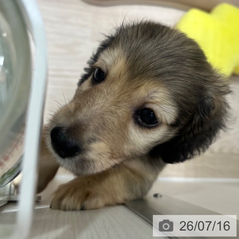 ミニチュア・ダックスフンドの写真