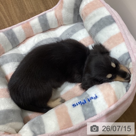 ミニチュア・ダックスフンドの写真