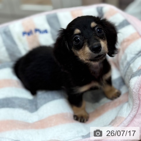 ミニチュア・ダックスフンドの写真