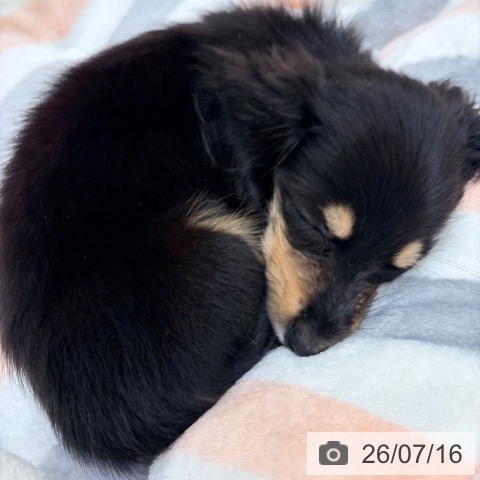 ミニチュア・ダックスフンドの写真