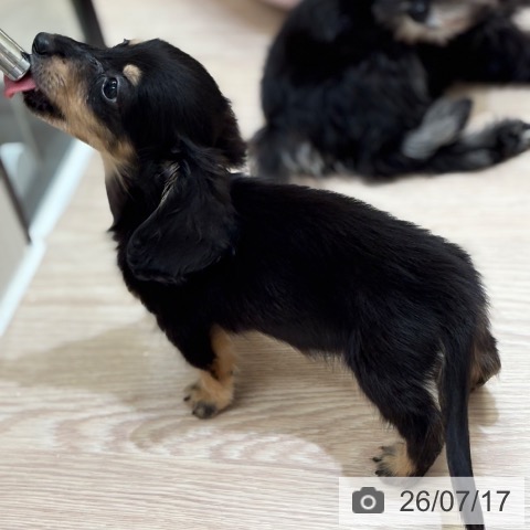 ミニチュア・ダックスフンドの写真