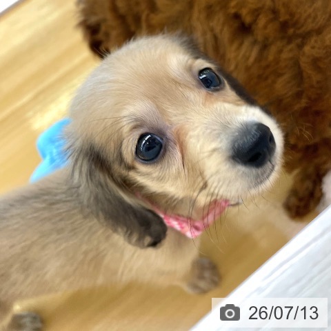 ミニチュア・ダックスフンドの写真