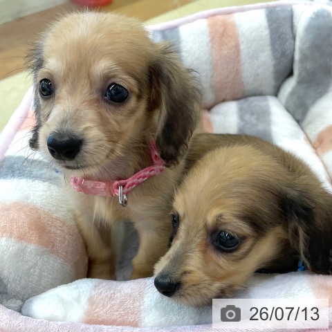 ミニチュア・ダックスフンドの写真