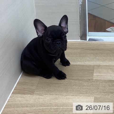 フレンチ・ブルドッグの写真
