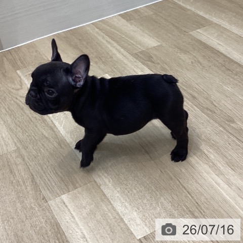 フレンチ・ブルドッグの写真