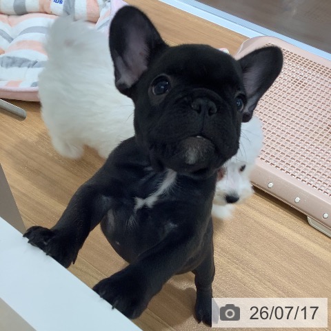 兵庫県のフレンチブルドッグ (ペットプラス 姫路大津店/2026年5月14日生まれ/女の子/ブリンドル)の子犬の4枚目の画像