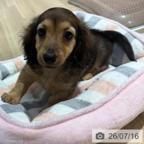 大阪府のミニチュアダックスフンド(ロング) (ペットプラス イオン大日店/2026年5月15日生まれ/男の子/シェーデットレッド)の子犬の4枚目の画像