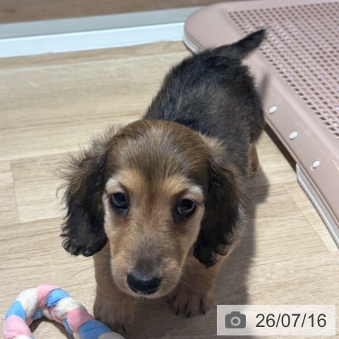 大阪府のミニチュアダックスフンド(ロング) (ペットプラス イオン大日店/2026年5月15日生まれ/男の子/シェーデットレッド)の子犬の3枚目の画像