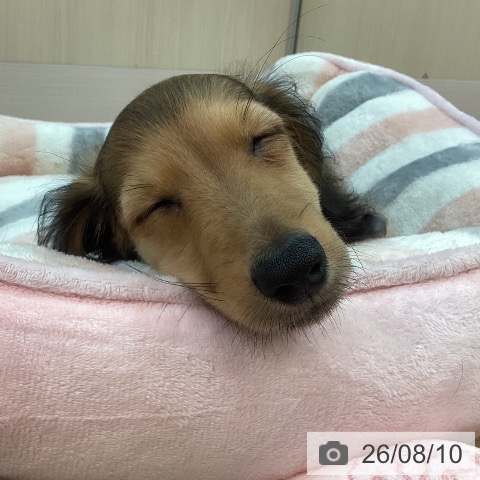 兵庫県のミニチュアダックスフンド(ロング) (ペットプラス 姫路大津店/2026年5月15日生まれ/男の子/シェーデットレッド)の子犬の3枚目の画像