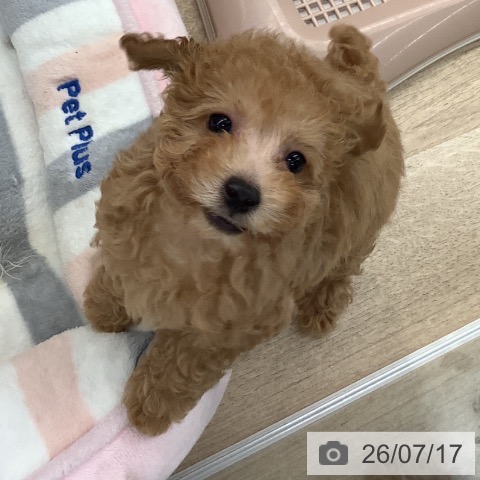 大阪府のトイプードル(トイ) (ペットプラス りんくう泉南店/2026年5月9日生まれ/女の子/アプリコット)の子犬の3枚目の画像