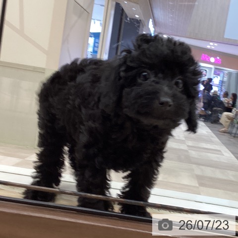 徳島県のトイプードル(トイ) (ペットプラス 徳島店/2026年5月12日生まれ/女の子/ブラック)の子犬の4枚目の画像