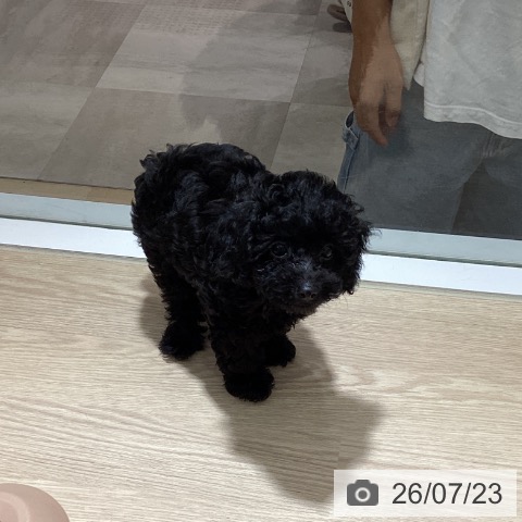 徳島県のトイプードル(トイ) (ペットプラス 徳島店/2026年5月12日生まれ/女の子/ブラック)の子犬の3枚目の画像