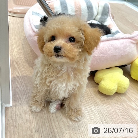 大阪府のトイプードル(トイ) (ペットプラス ららぽーと和泉店/2026年5月12日生まれ/女の子/アプリコット)の子犬の4枚目の画像
