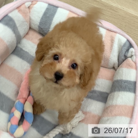 大阪府のトイプードル(トイ) (ペットプラス りんくう泉南店/2026年5月11日生まれ/男の子/アプリコット)の子犬の3枚目の画像