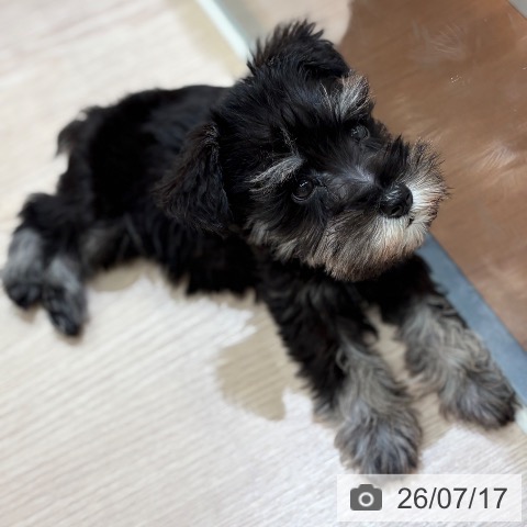 大阪府のミニチュアシュナウザー (ペットプラス 大阪ドームシティ店/2026年5月12日生まれ/女の子/ブラックシルバー)の子犬の3枚目の画像