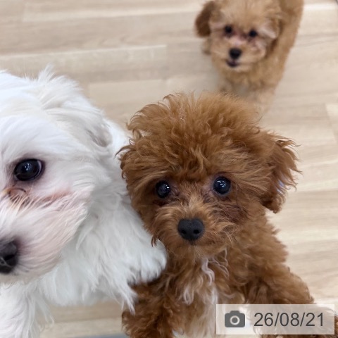 大阪府のトイプードル(トイ) (ペットプラス 松原店/2026年5月12日生まれ/男の子/レッド)の子犬の4枚目の画像