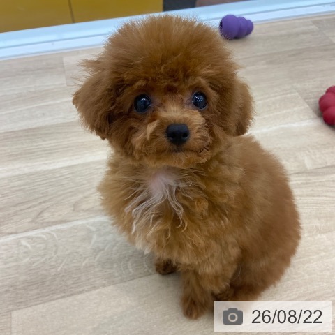 大阪府のトイプードル(トイ) (ペットプラス 松原店/2026年5月12日生まれ/男の子/レッド)の子犬の4枚目の画像