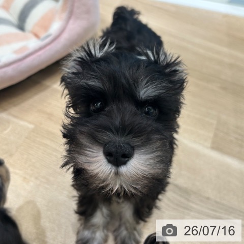 ミニチュア・シュナウザーの写真