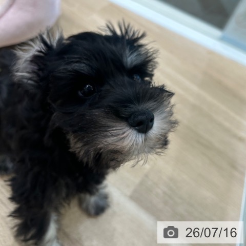 ミニチュア・シュナウザーの写真