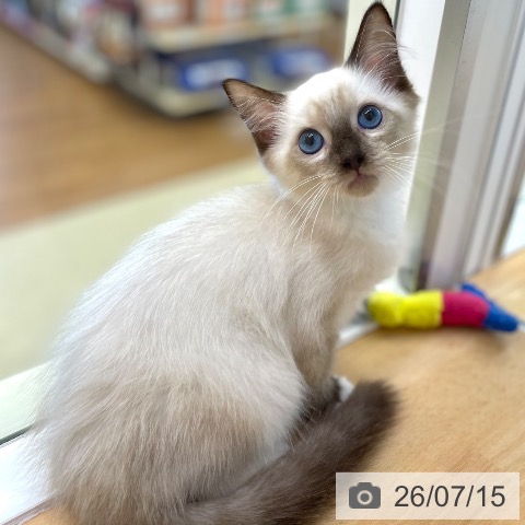 ラグドールの写真