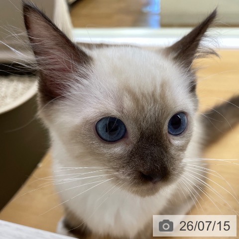 ラグドールの写真