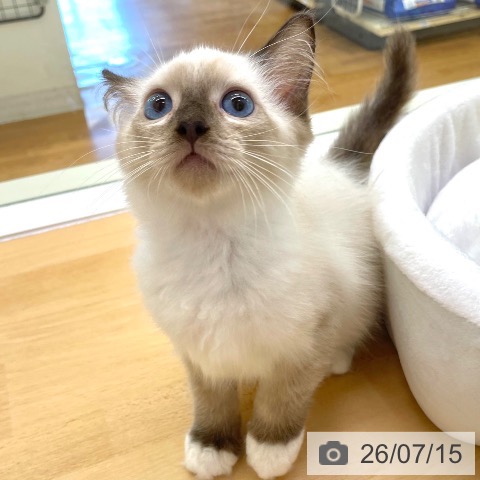 ラグドールの写真