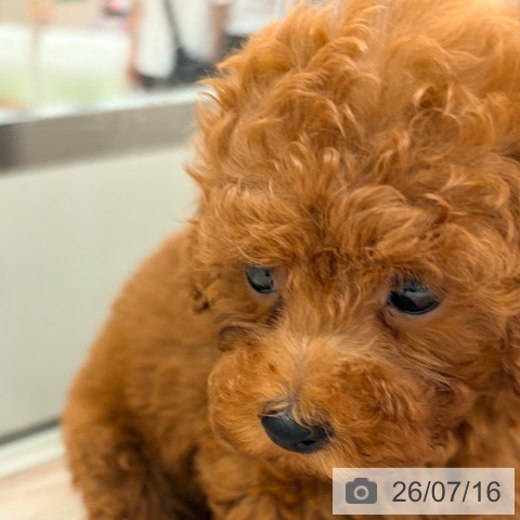 大阪府のトイプードル(トイ) (ペットプラス 大阪ドームシティ店/2026年5月13日生まれ/女の子/レッド)の子犬の4枚目の画像
