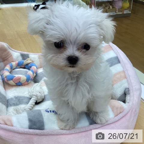 香川県のマルチーズ (ペットプラス 綾川店/2026年5月16日生まれ/女の子/ホワイト)の子犬の4枚目の画像