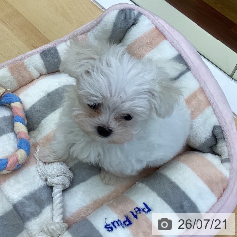 香川県のマルチーズ (ペットプラス 綾川店/2026年5月16日生まれ/女の子/ホワイト)の子犬の3枚目の画像