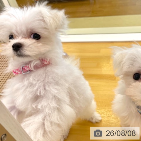 香川県のマルチーズ (ペットプラス 高松店/2026年5月16日生まれ/女の子/ホワイト)の子犬の3枚目の画像