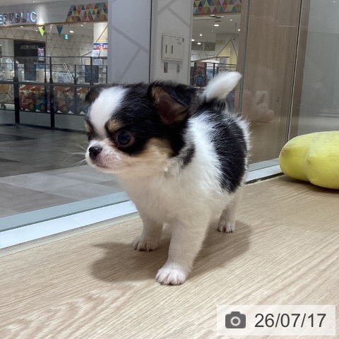 徳島県のチワワ(ロング) (ペットプラス 徳島店/2026年5月11日生まれ/男の子/ホワイトブラッククリーム)の子犬の3枚目の画像
