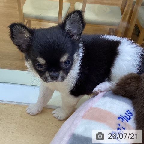 香川県のチワワ(ロング) (ペットプラス 綾川店/2026年5月11日生まれ/女の子/ホワイトブラッククリーム)の子犬の3枚目の画像
