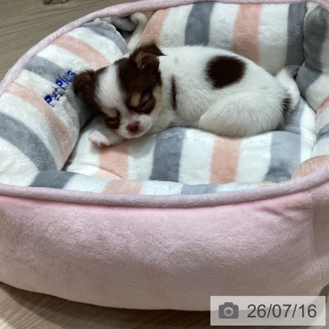 チワワの写真
