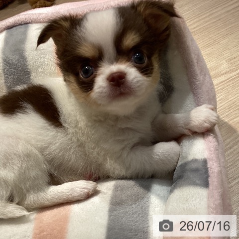 チワワの写真