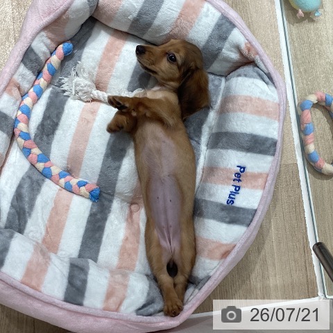 ミニチュア・ダックスフンドの写真