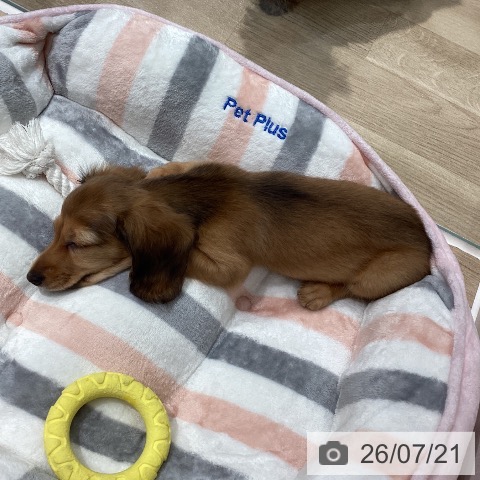 ミニチュア・ダックスフンドの写真