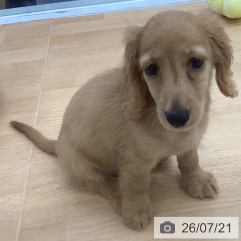 埼玉県のカニンヘンダックスフンド(ロング) (ペットプラス 羽生店/2026年5月14日生まれ/男の子/クリアレッド)の子犬の4枚目の画像
